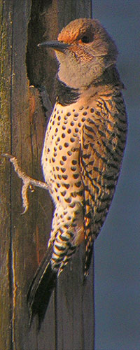 Northern Flicker