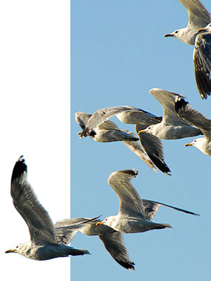 herring gulls