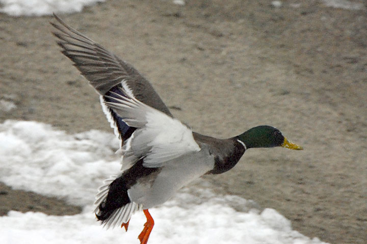 mallard launch