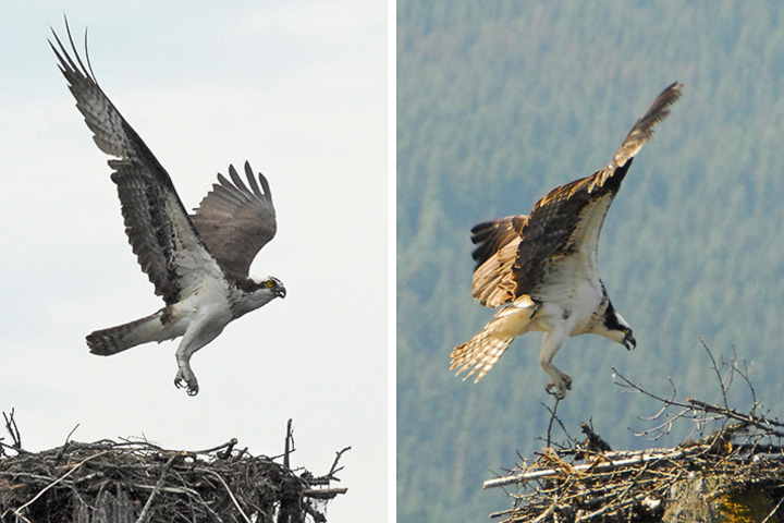 osprey launch and land