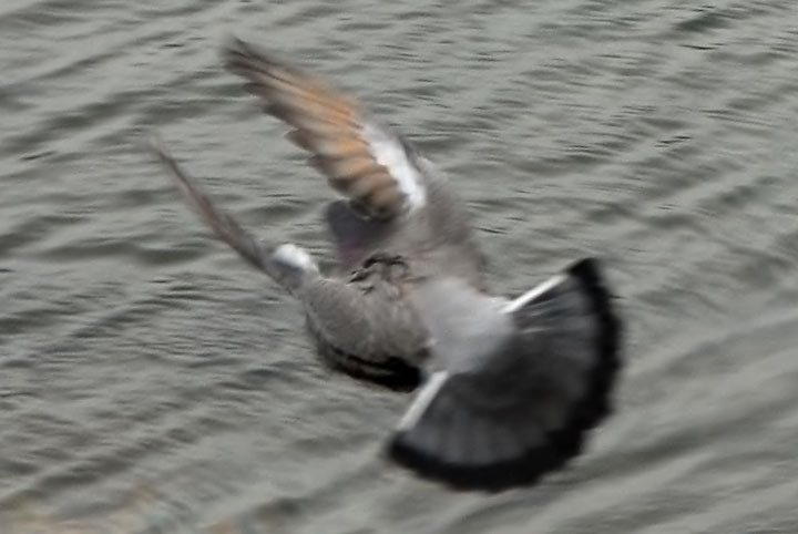 pigeon clap-fling