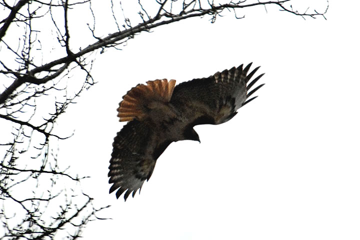 red-tailed hawk alulae