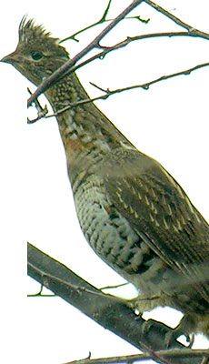 Ruffed Grouse