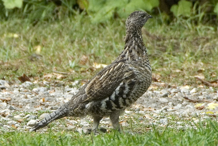 ruffed grouse