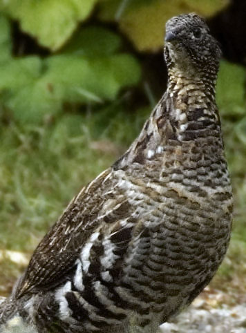 ruffed grouse