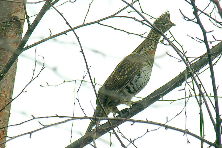 ruffed grouse