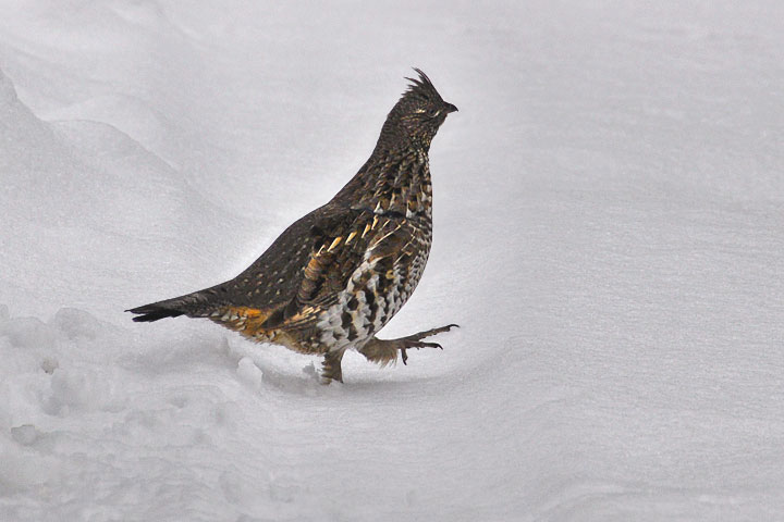 ruffed grouse