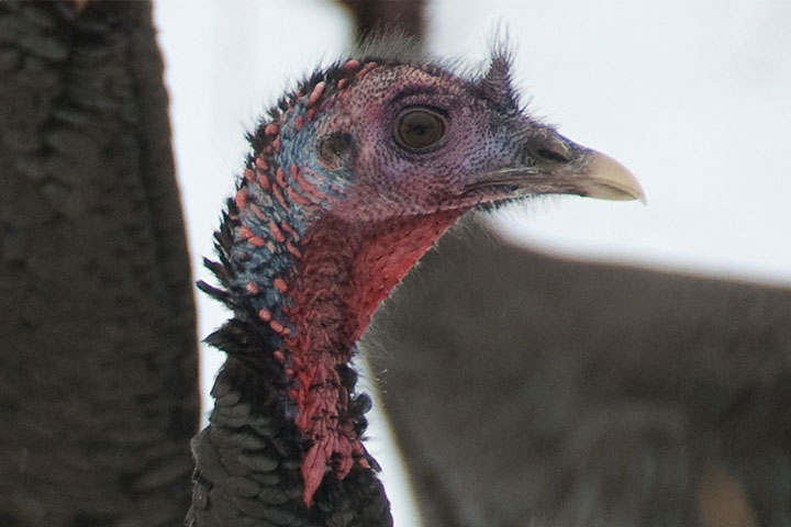 turkey male