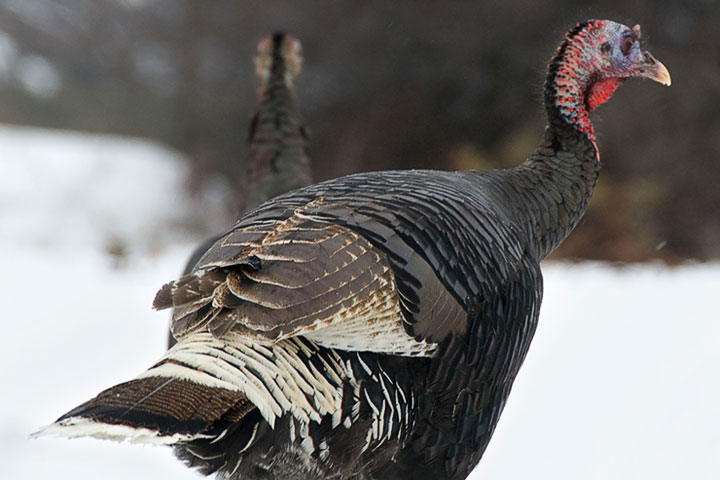 turkey