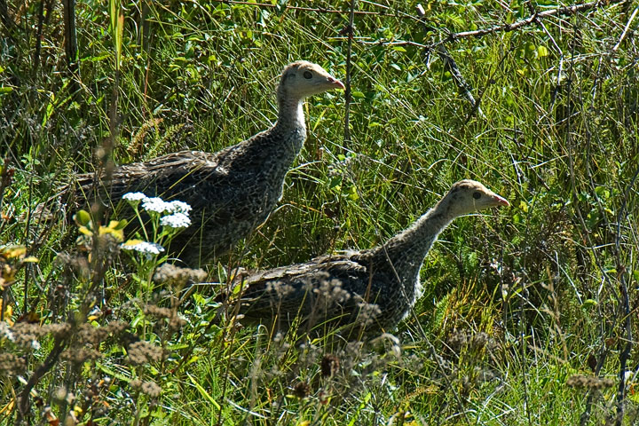 turkey chicks