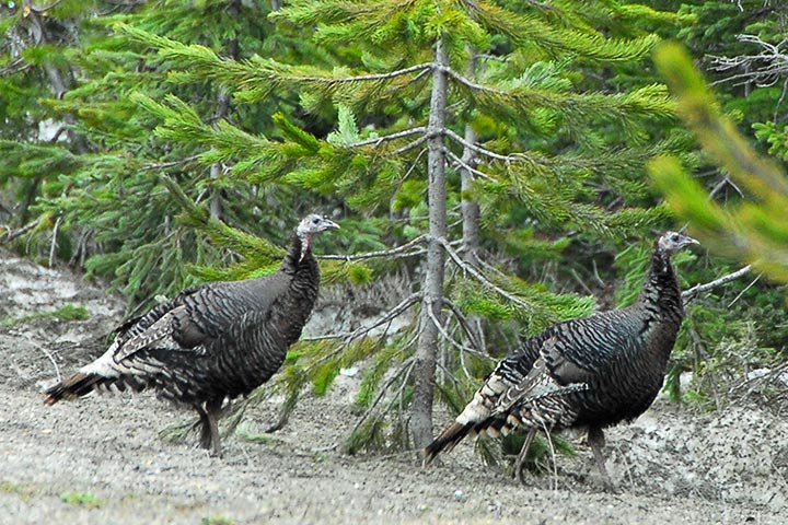 turkeys