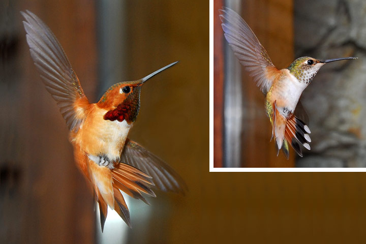 rufous hummingbird, male, female