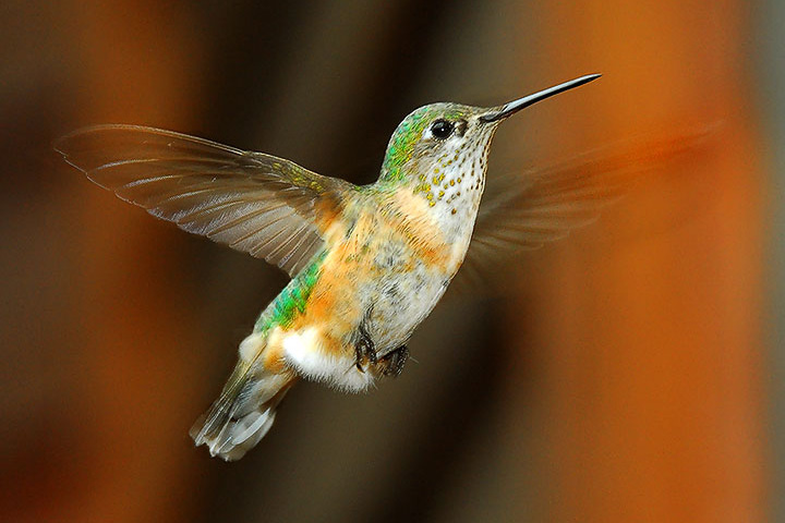 Calliope female hovering