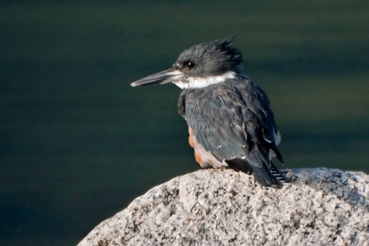 kingfisher