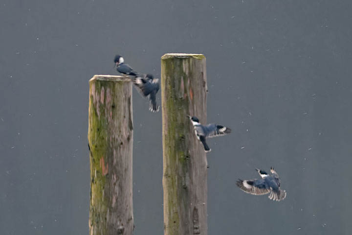 kingfisher landing