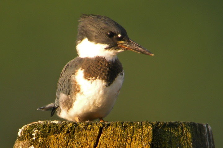 kingfisher