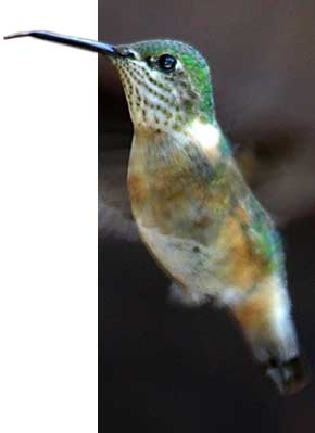 Calliope Hummingbird