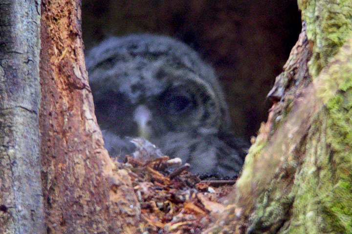 owlet