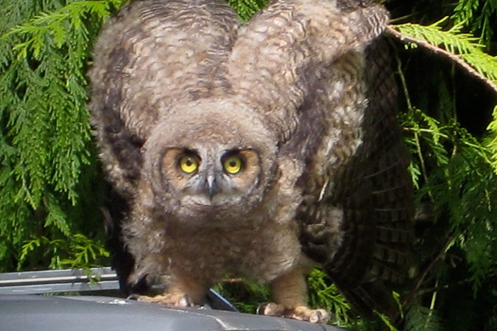 great horned owl chick