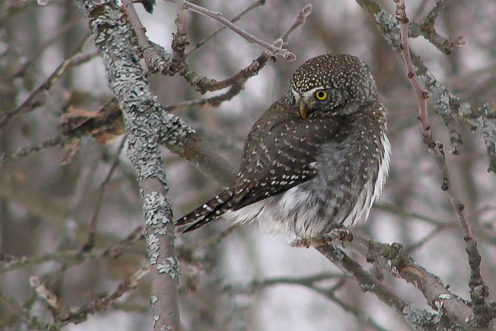 northern pygmy owl