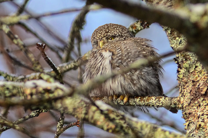 northern pygmy owl