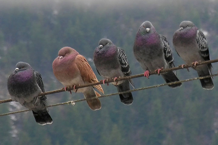 rock pigeons