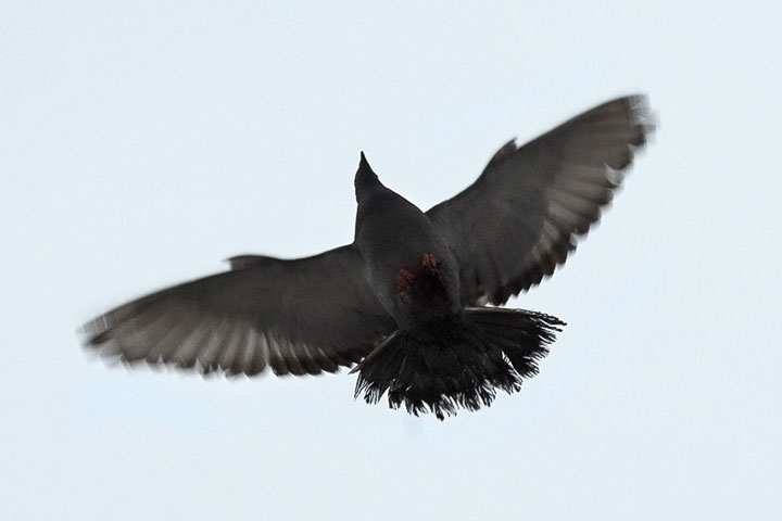 A Pigeon deploys its alulae