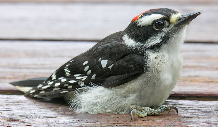 Downy woodpecker, male