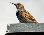 northern flicker on metal flange