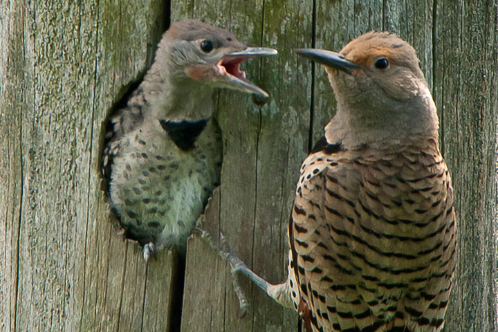 chick and mother