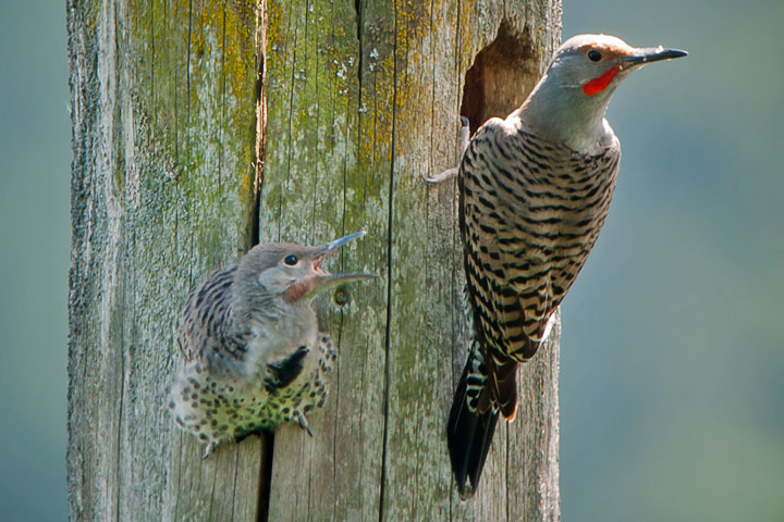 chick and father