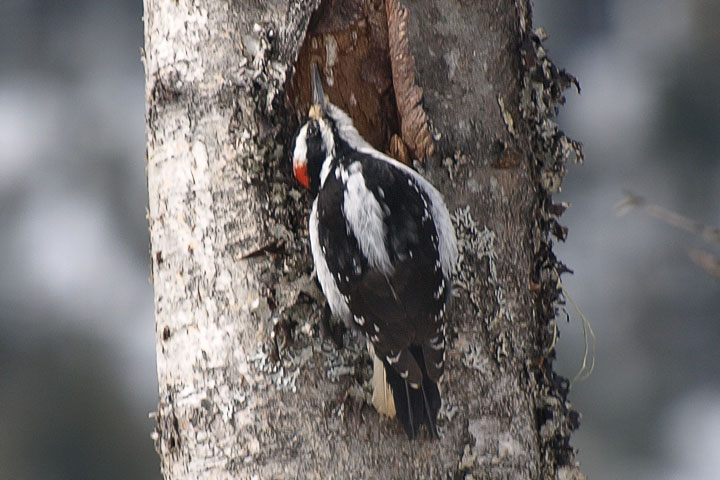 Hairy Woodpecker, male