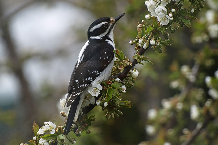 Hairy Woodpecker, female