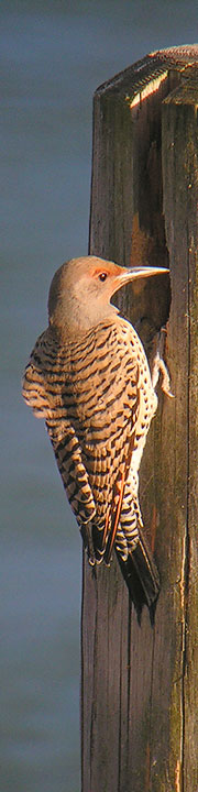 Norther Flicker, female