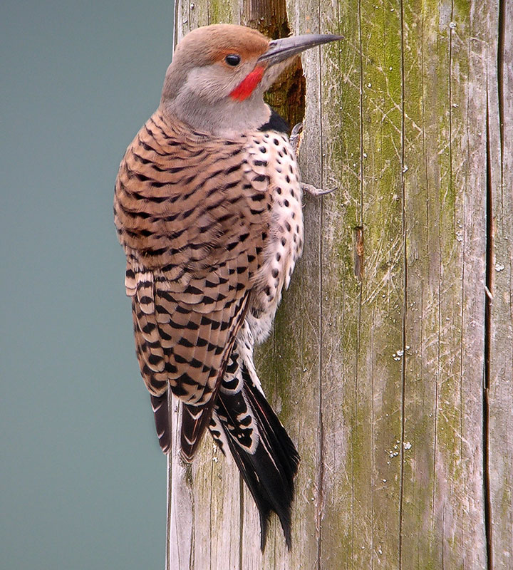 Norther flicker, male