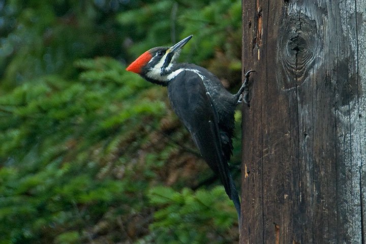 Pileated Woodpecker