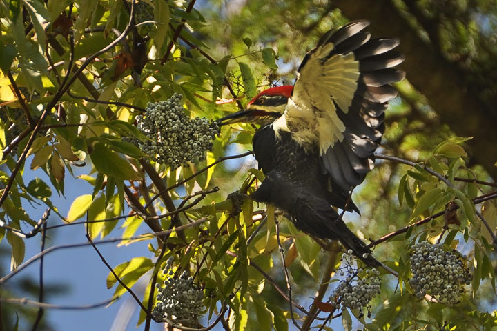 Pileated Woodpecker