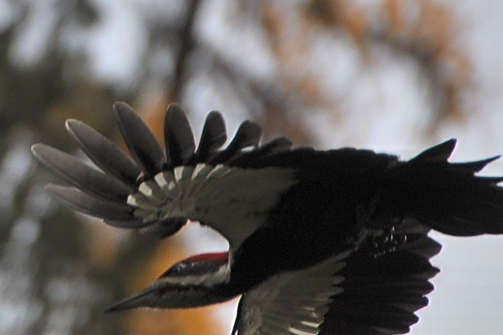 Pileated Woodpecker