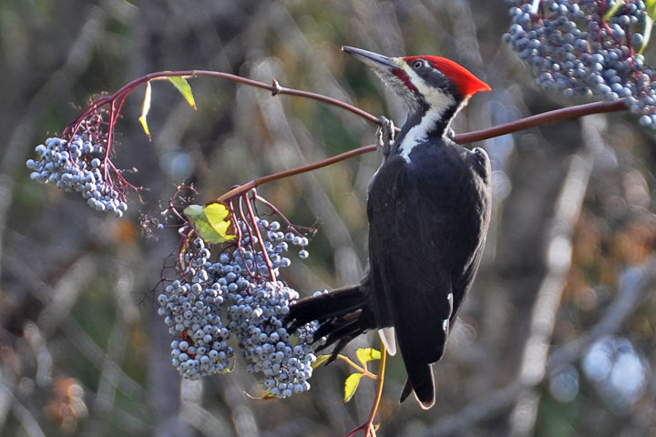 Pileated Woodpecker