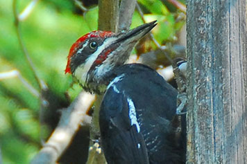 Pileated Woodpecker