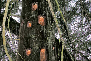 Pileated Woodpecker holes