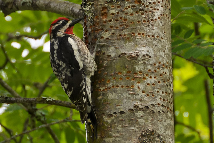 ref-naped sapsucker