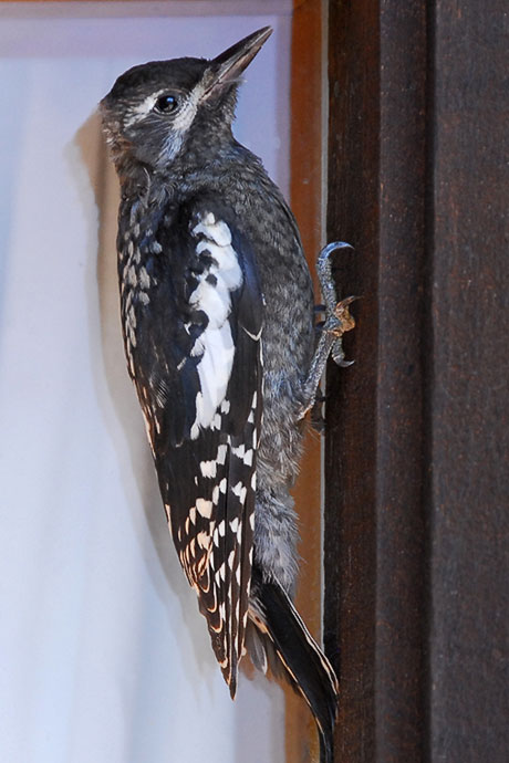 Red-naped Sapsucker