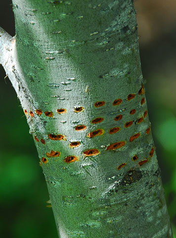 Sapsucker tree