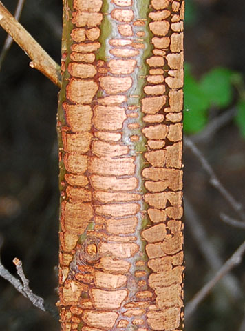 Sapsucker tree