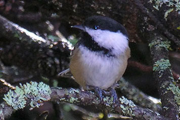 black-capped chickadee