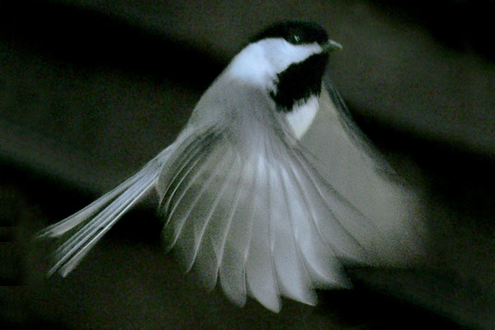 chickadee landing