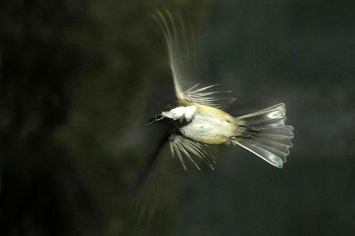 A Black–capped Chicadee flies off with a seed