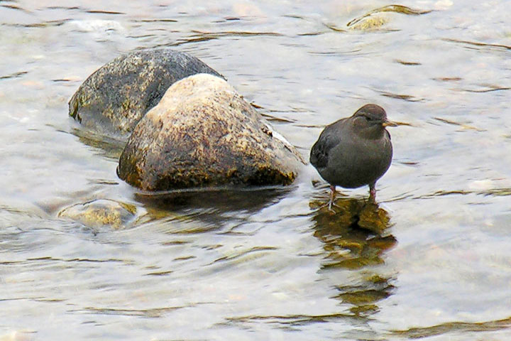 American Dipper