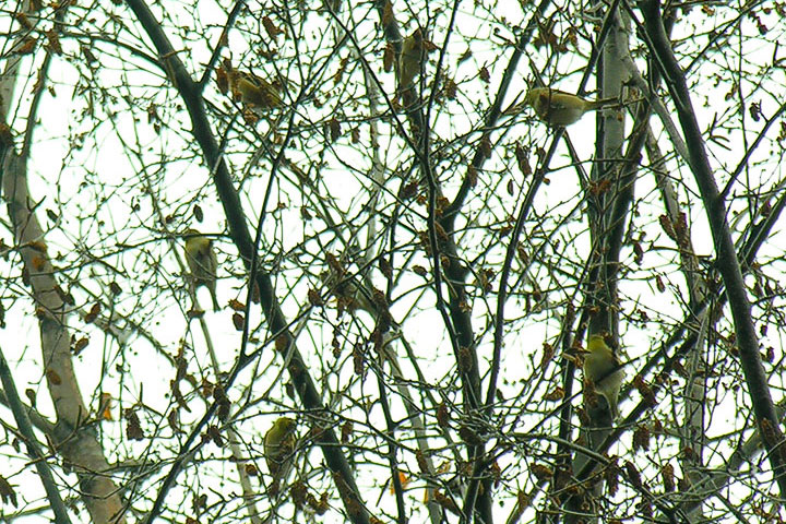 American Goldfinch